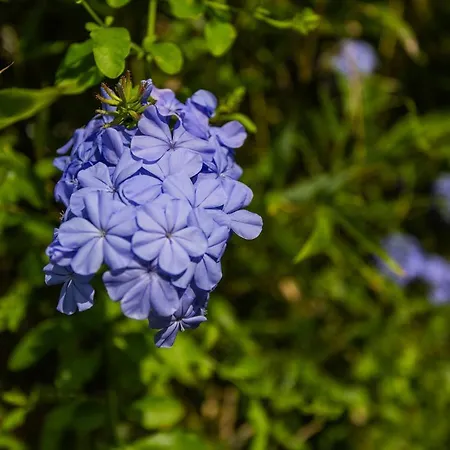 Promenade קאטוליקה